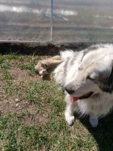  - Micile mele feline 2020