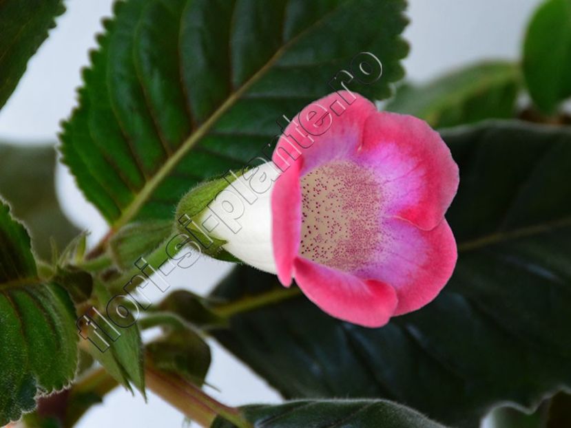 Sinningia Luci s Surprise - GLOXINIA-SINNINGIA _COLECTIA 2020_2024