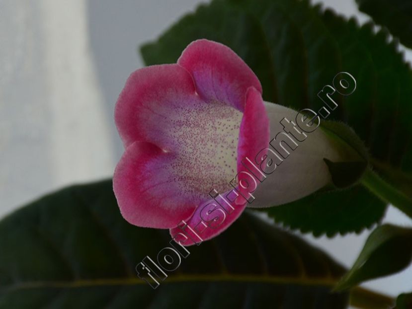 Sinningia Luci s Surprise - GLOXINIA-SINNINGIA _COLECTIA 2020_2024