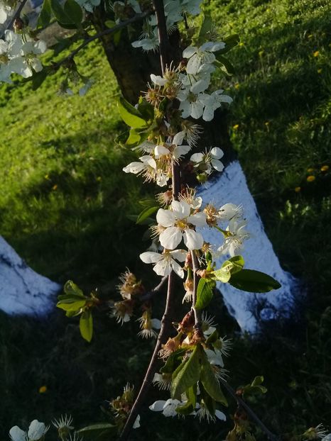  - Primăvara 2020