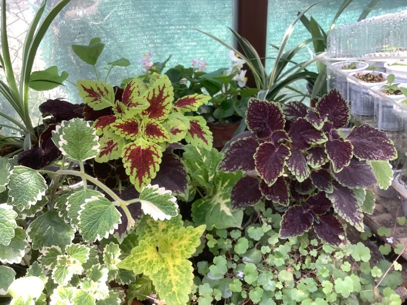 Cymbalaria Muralis - Sera Martie 2020