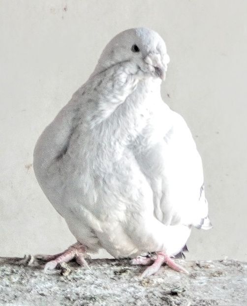  - LANOSUL- PIEPTOSUL-TARTITOSUL -CAPOSUL