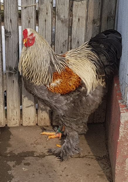 Februarie 2020 - B__Brahma Silver orange