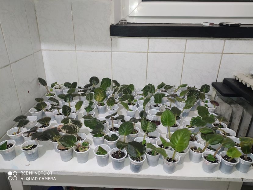 23 aprilie 2020 - AAA Making of