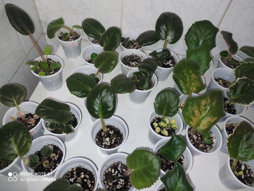 23 aprilie 2020 - AAA Making of