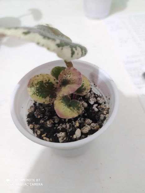 23 aprilie 2020 - AAA Making of