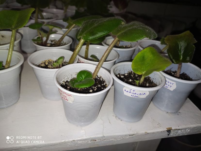 23 aprilie 2020 - AAA Making of