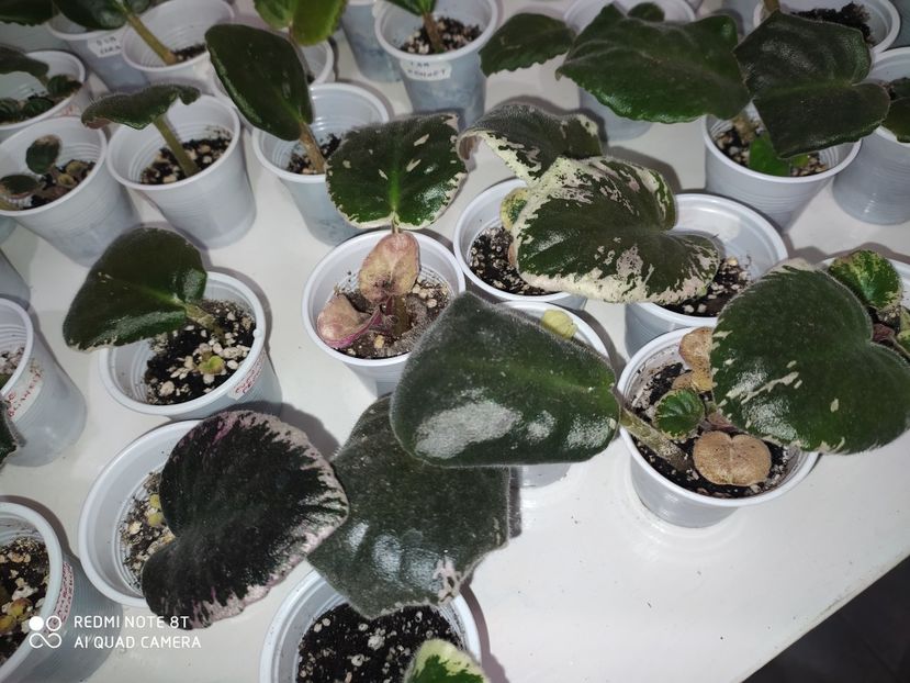 23 aprilie 2020 - AAA Making of