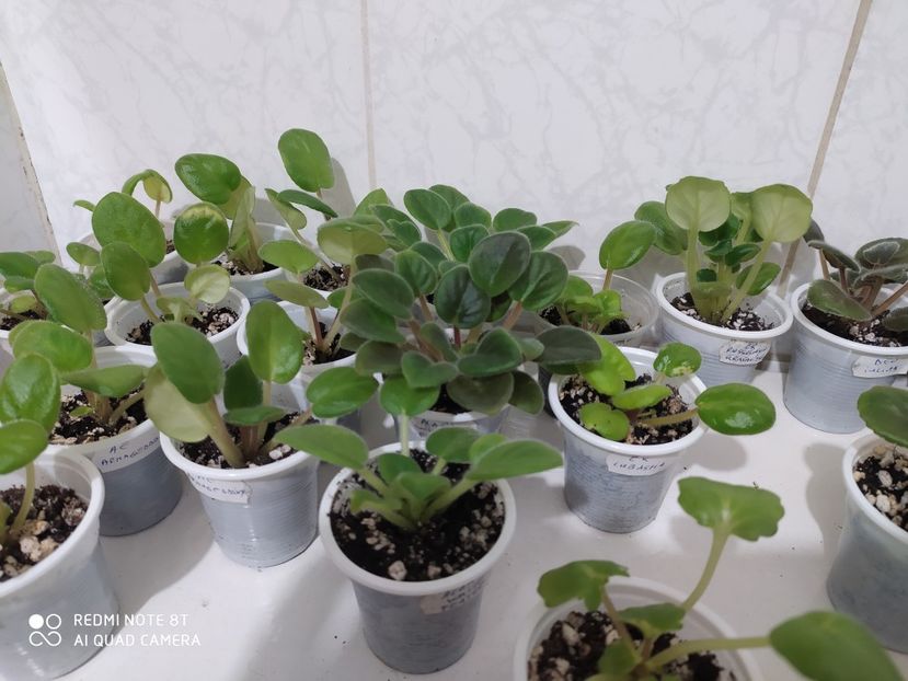 23 aprilie 2020 - AAA Making of