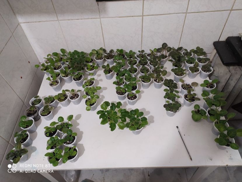 23 aprilie 2020 - AAA Making of