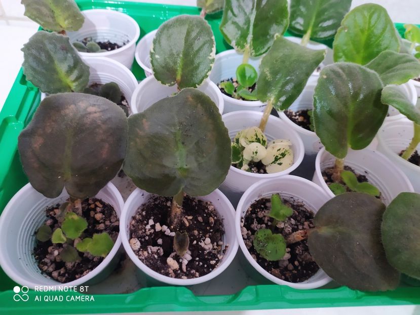 23 aprilie 2020 - AAA Making of