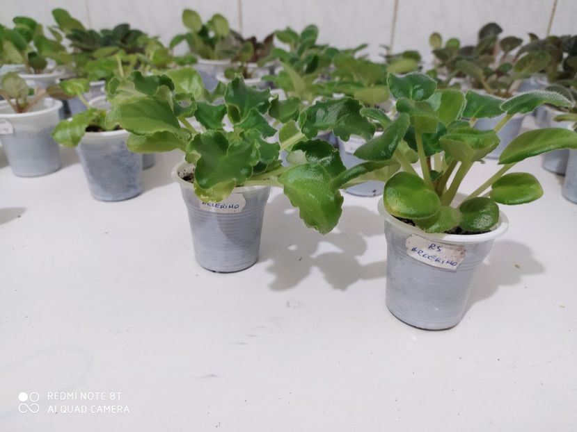 23 aprilie 2020 - AAA Making of