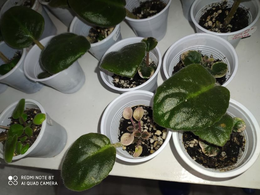 23 aprilie 2020 - AAA Making of