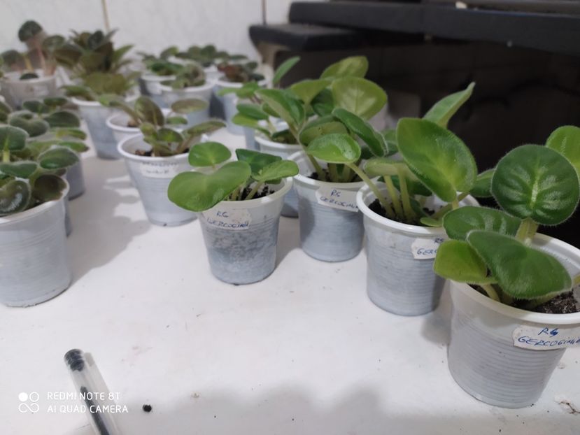 23 aprilie 2020 - AAA Making of