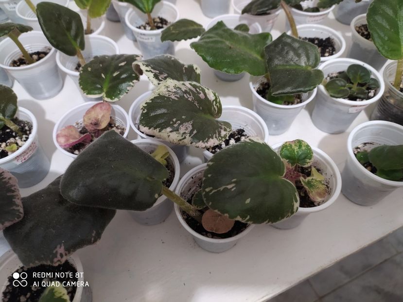 23 aprilie 2020 - AAA Making of