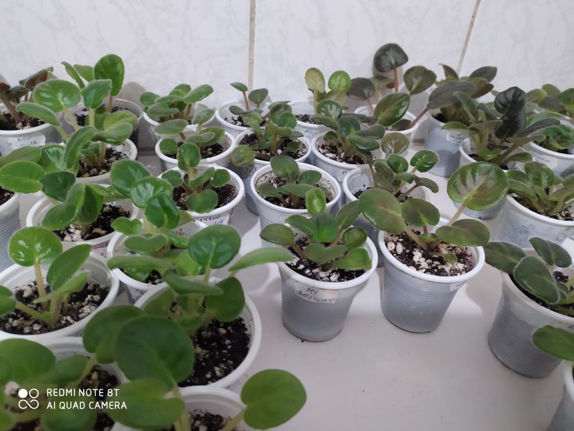 23 aprilie 2020 - AAA Making of