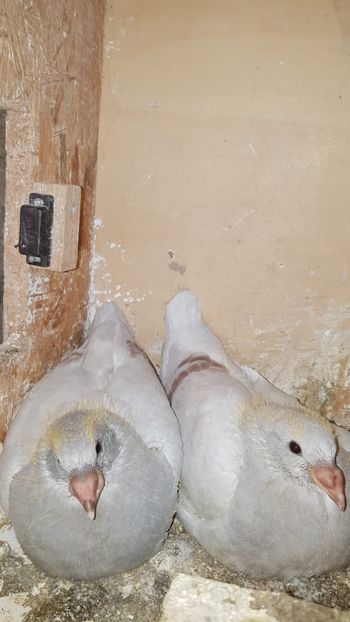  - Pui voiajori standard 2020