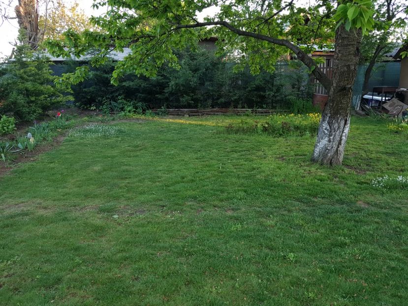 Poiana Ciresului , cea mai buna iarba ! - 2020 Mart-Apr_Idilic garden