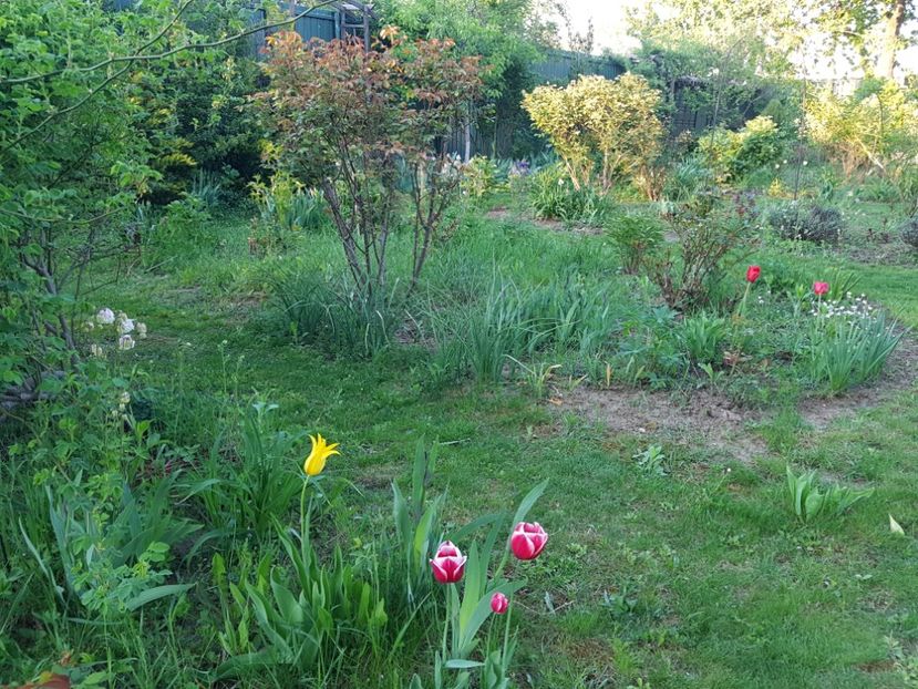 Se incapataneaza sa rasara lalelele astea ! - 2020 Mart-Apr_Idilic garden