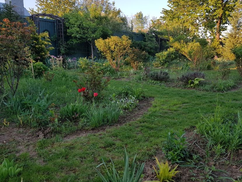 Aici aveam un palc des de lalele roșii - 2020 Mart-Apr_Idilic garden