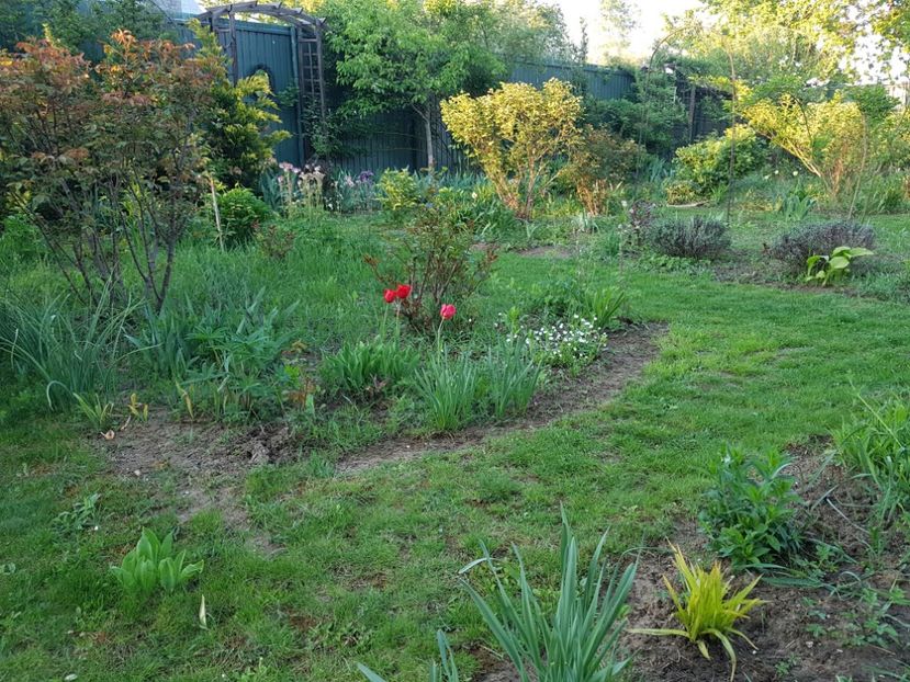 Unde sunt lalelele mele de la bunica ? - 2020 Mart-Apr_Idilic garden