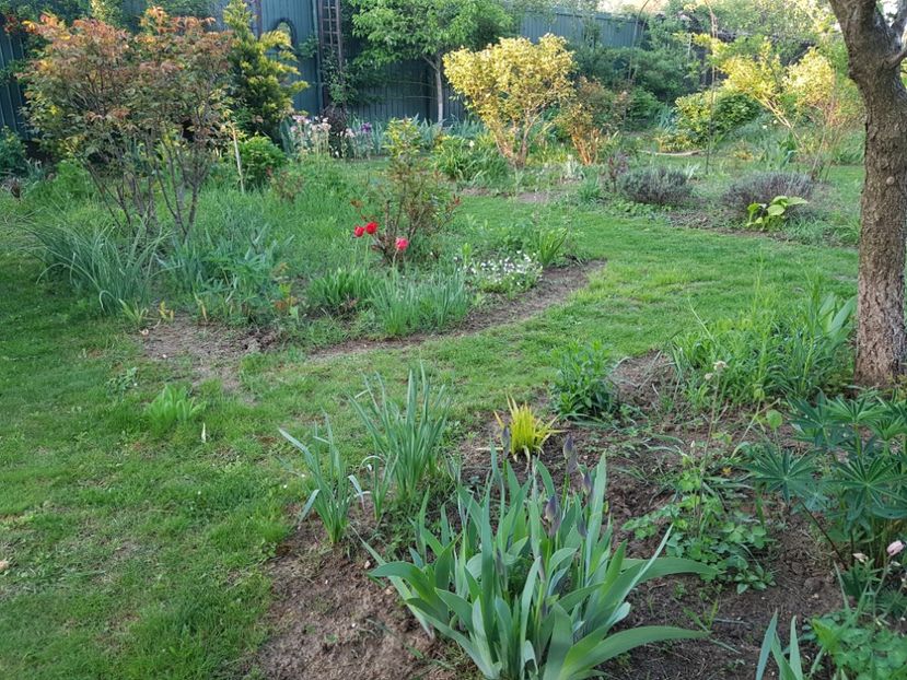 Doar 3 , foarte mici  ! - 2020 Mart-Apr_Idilic garden