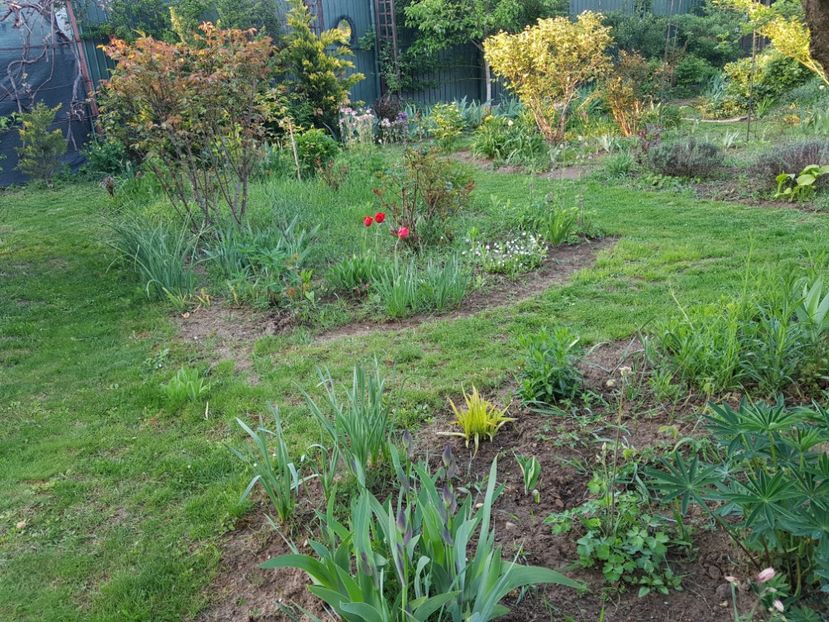 Galerii de soareci cred in toata gradina ! - 2020 Mart-Apr_Idilic garden