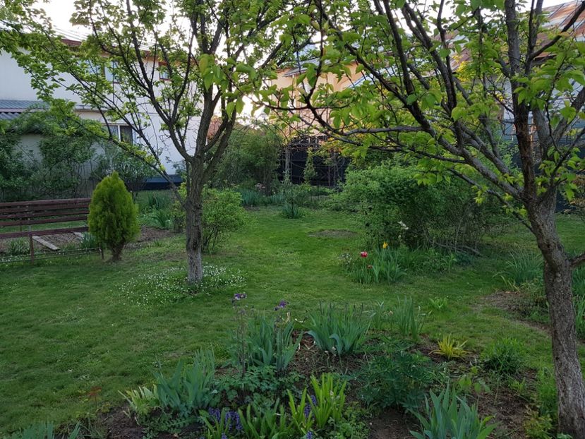 Anul sobolanului... - 2020 Mart-Apr_Idilic garden