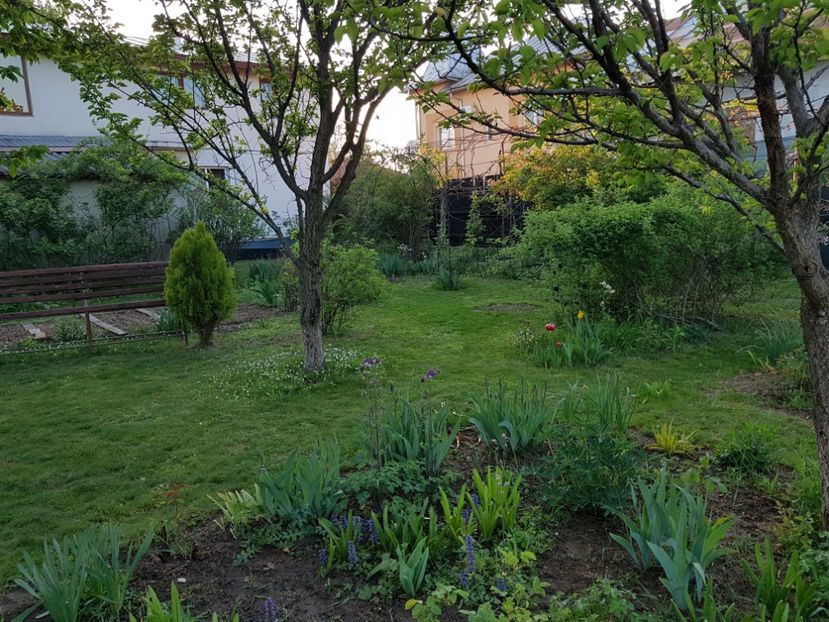 Credeam ca s-a uscat caisul... - 2020 Mart-Apr_Idilic garden