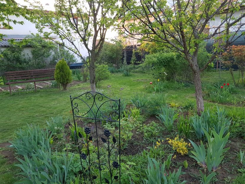 Iata ca a scos  frunze  :-) - 2020 Mart-Apr_Idilic garden