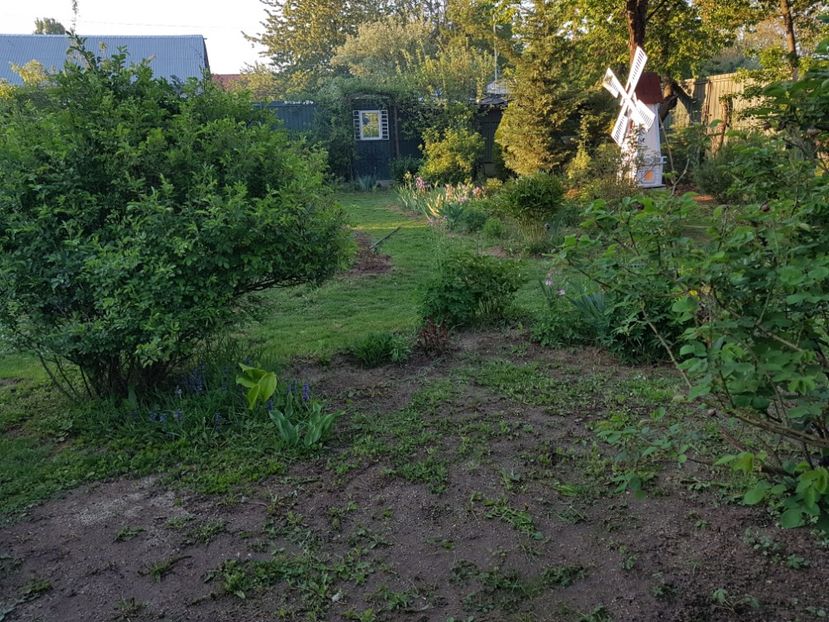 Prima data a rasarit papadia ! - 2020 Mart-Apr_Idilic garden