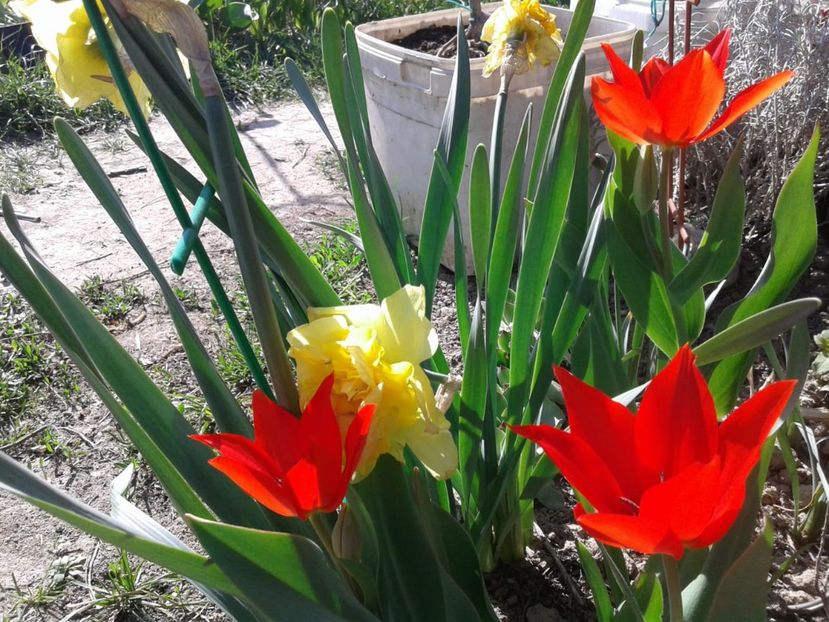 IMG-20200423-WA0019 - plante de primavara