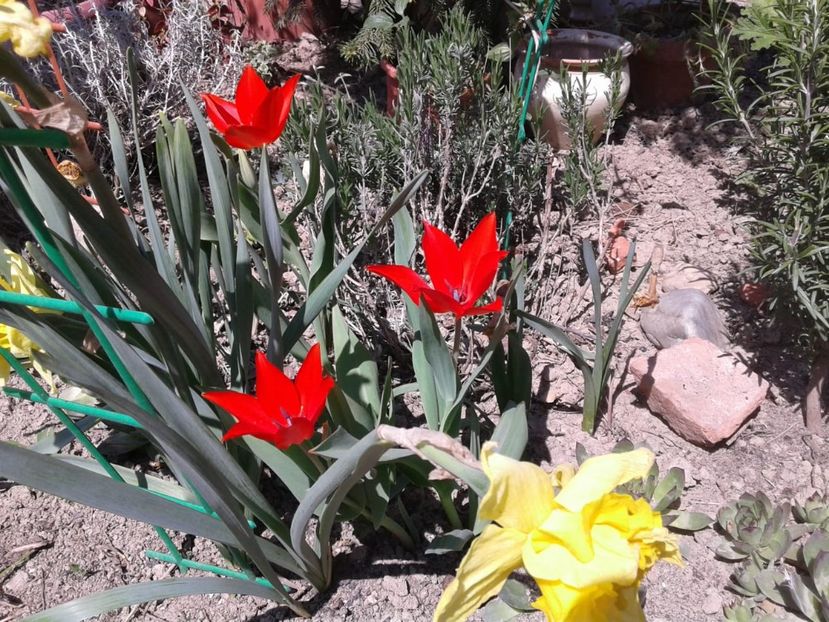 IMG-20200423-WA0009 - plante de primavara