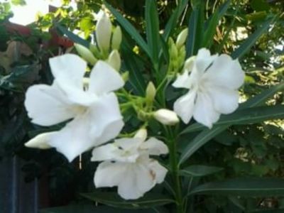 mont -blanc flori - Leandrii 2017-2018