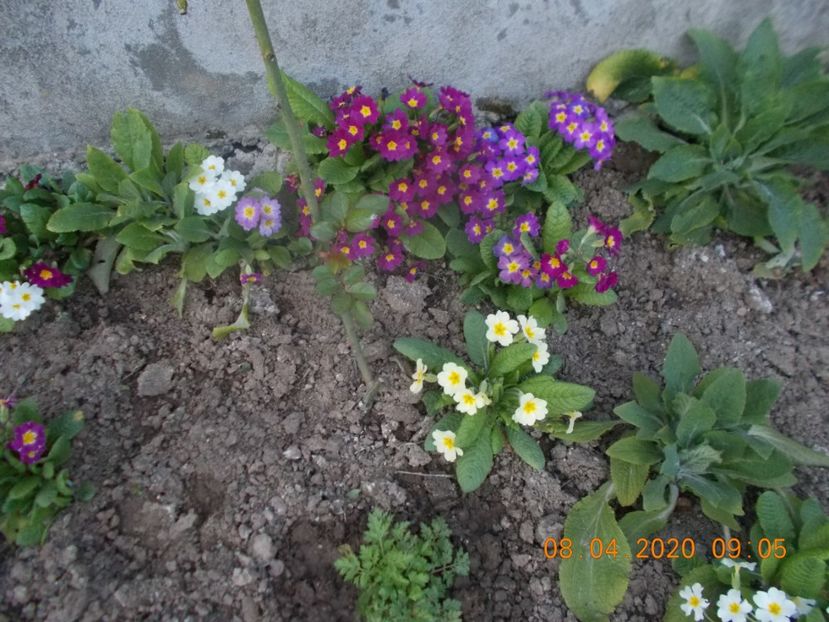  - Flori de gradina-2016-2017-2018-2019-2022