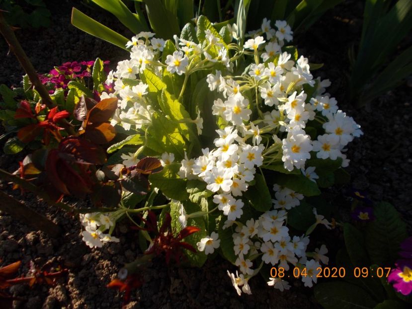  - Flori de gradina-2016-2017-2018-2019-2022