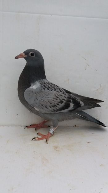 vandut - De vanzare voiajori pui 2020