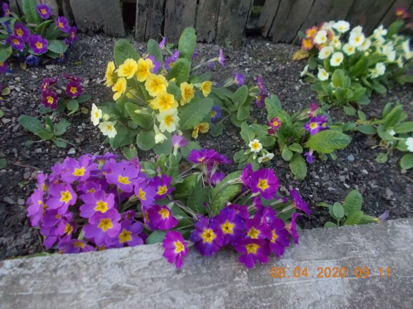  - Flori de gradina-2016-2017-2018-2019-2022