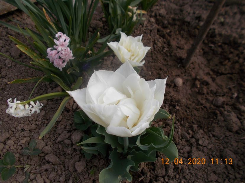 - Flori de gradina-2016-2017-2018-2019-2022