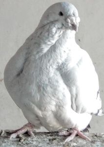  - LANOSUL- PIEPTOSUL-TARTITOSUL -CAPOSUL