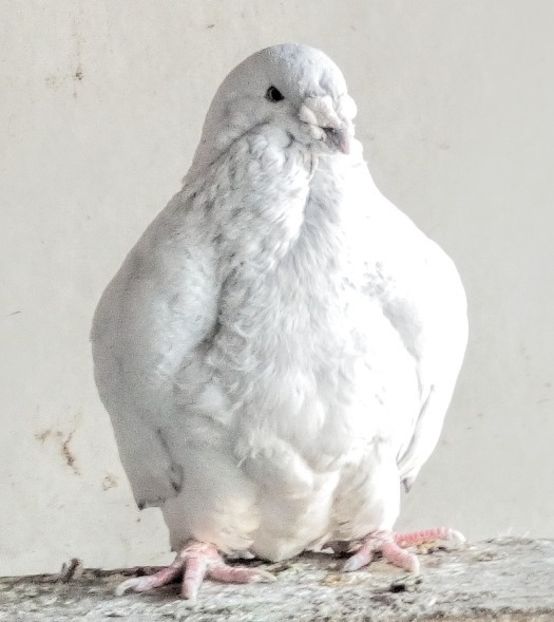  - LANOSUL- PIEPTOSUL-TARTITOSUL -CAPOSUL