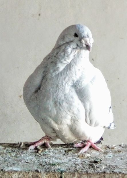  - - A - A - A - A- W A R N I N G !