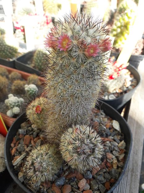 Mammillaria microhelia - Cactusi înfloriti 2020