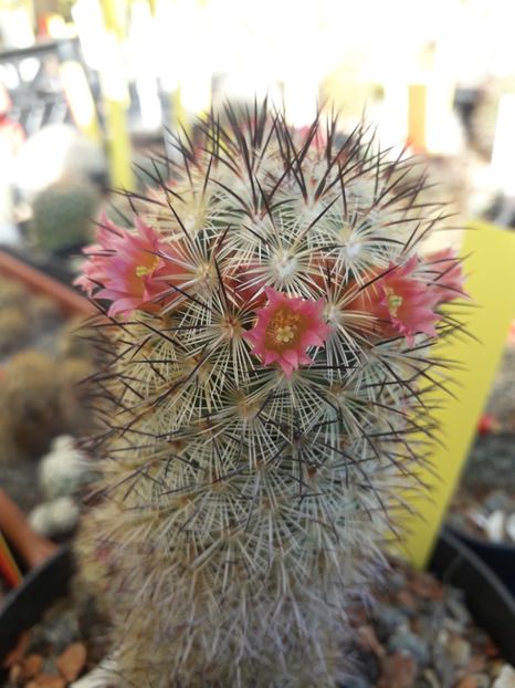 Mammillaria microhelia - Cactusi înfloriti 2020