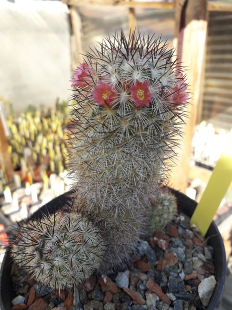 Mammillaria microhelia - Cactusi înfloriti 2020