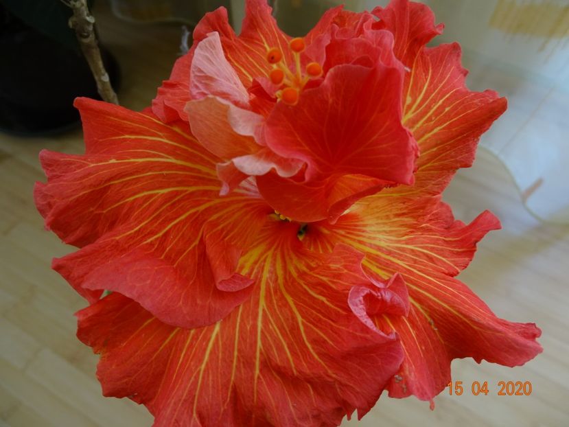  - Hibiscusi