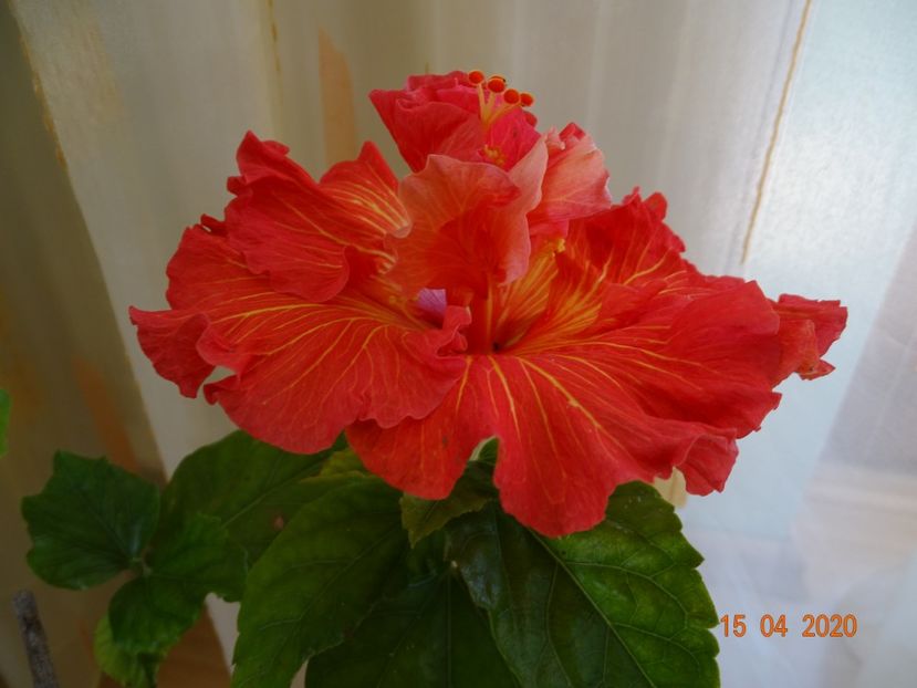  - Hibiscusi