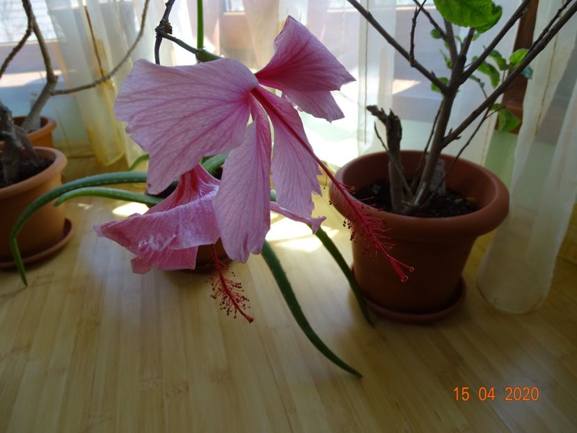  - Hibiscusi