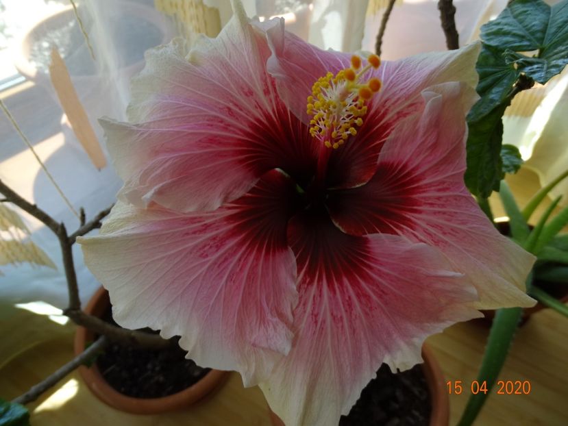  - Hibiscusi