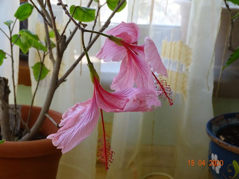  - Hibiscusi